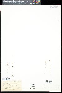 Utricularia resupinata image
