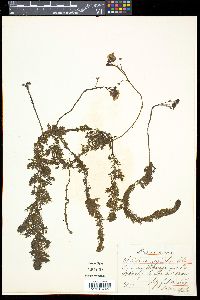 Media resource of Utricularia australis