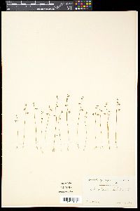 Media resource of Utricularia bifida