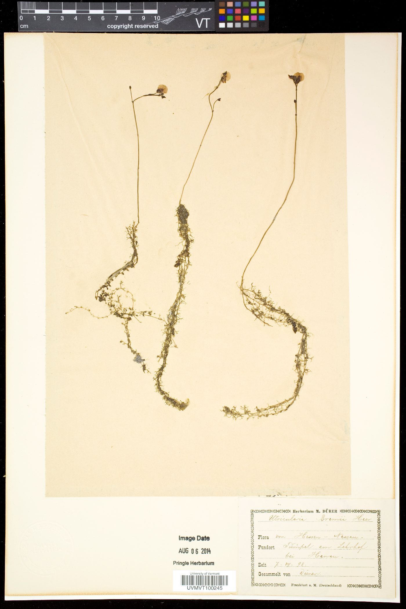 Utricularia bremii image