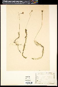 Media resource of Utricularia bremii