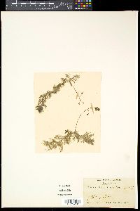 Media resource of Utricularia aurea