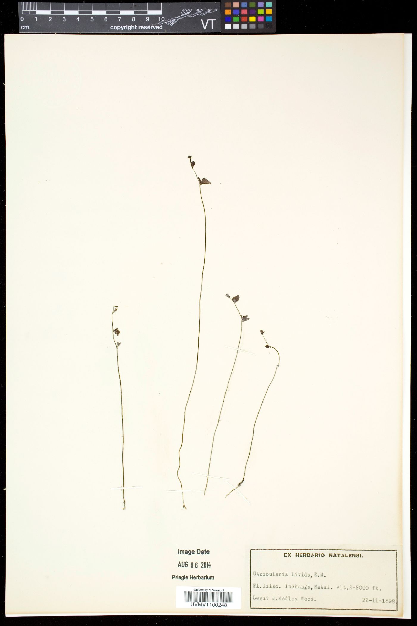 Utricularia livida image