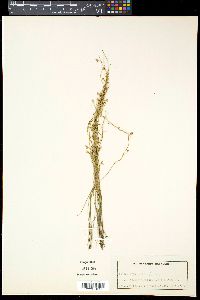 Utricularia prehensilis image