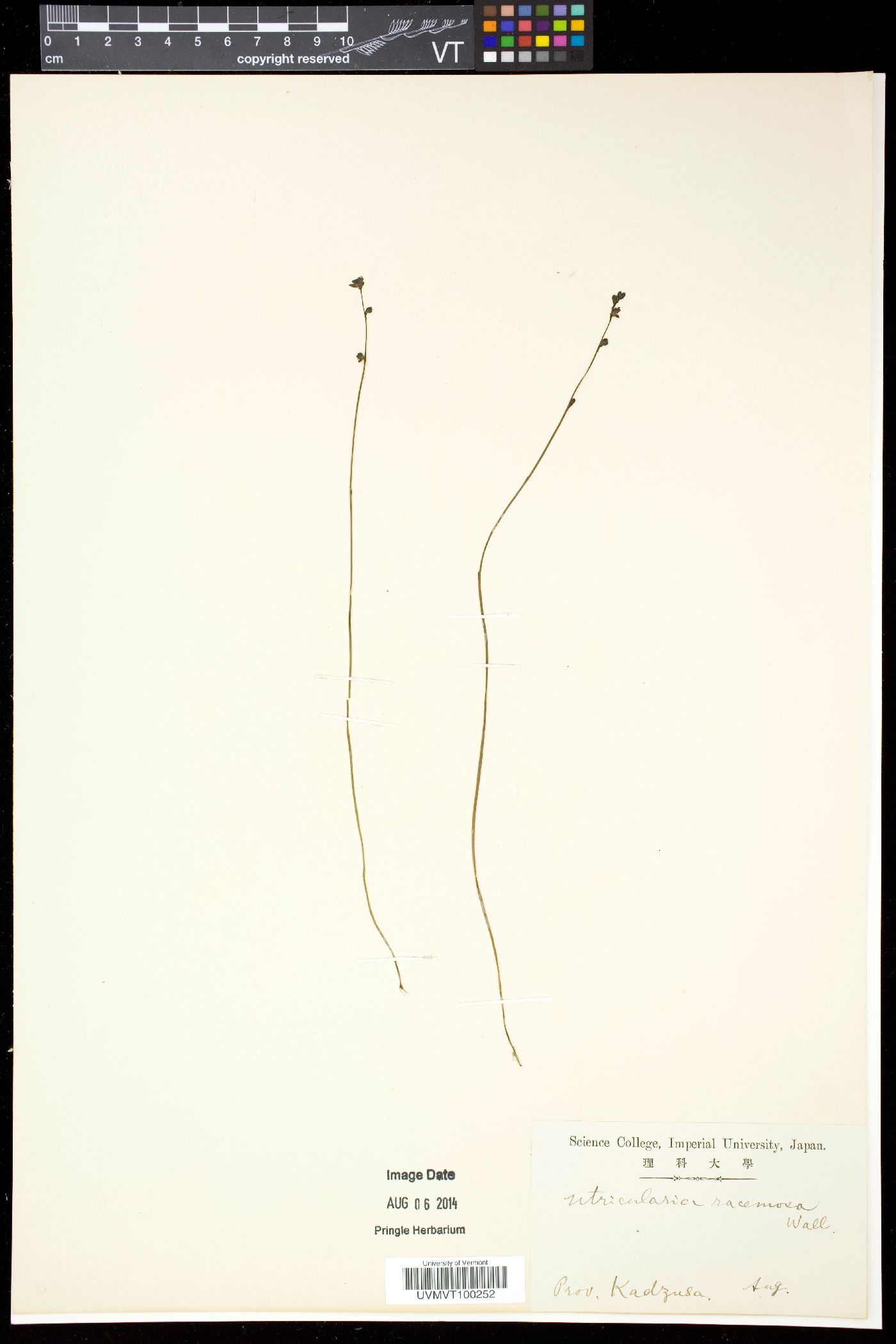 Utricularia racemosa image