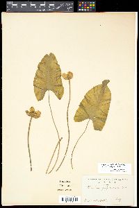 Media resource of Nuphar japonicum