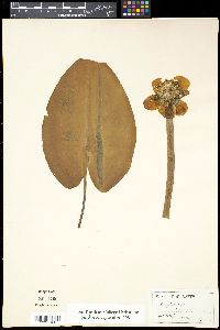 Nuphar lutea image