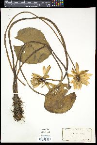 Nymphaea mexicana image