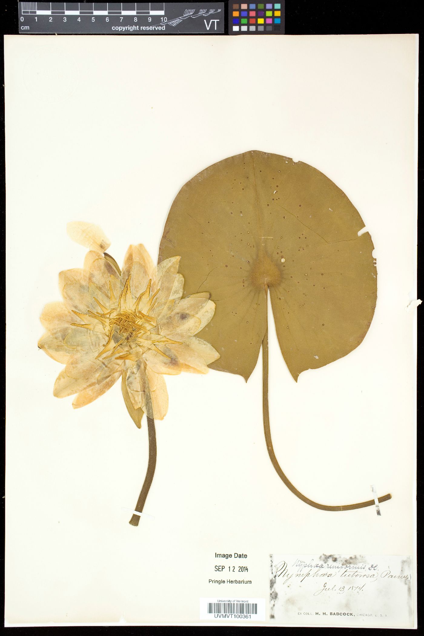 Nymphaea reniformis image