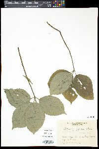 Chloranthus japonicus image
