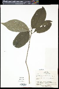 Chloranthus serratus image