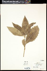 Sarcandra glabra image