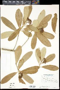Canella winterana image