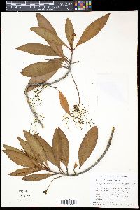 Drimys granadensis image