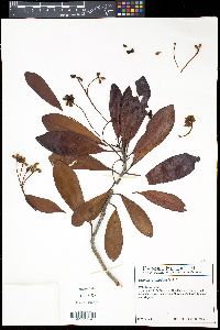 Drimys granadensis image