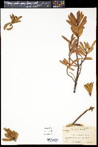 Drimys aromatica image
