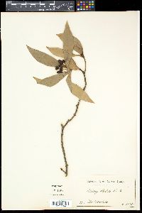 Drimys insipida image