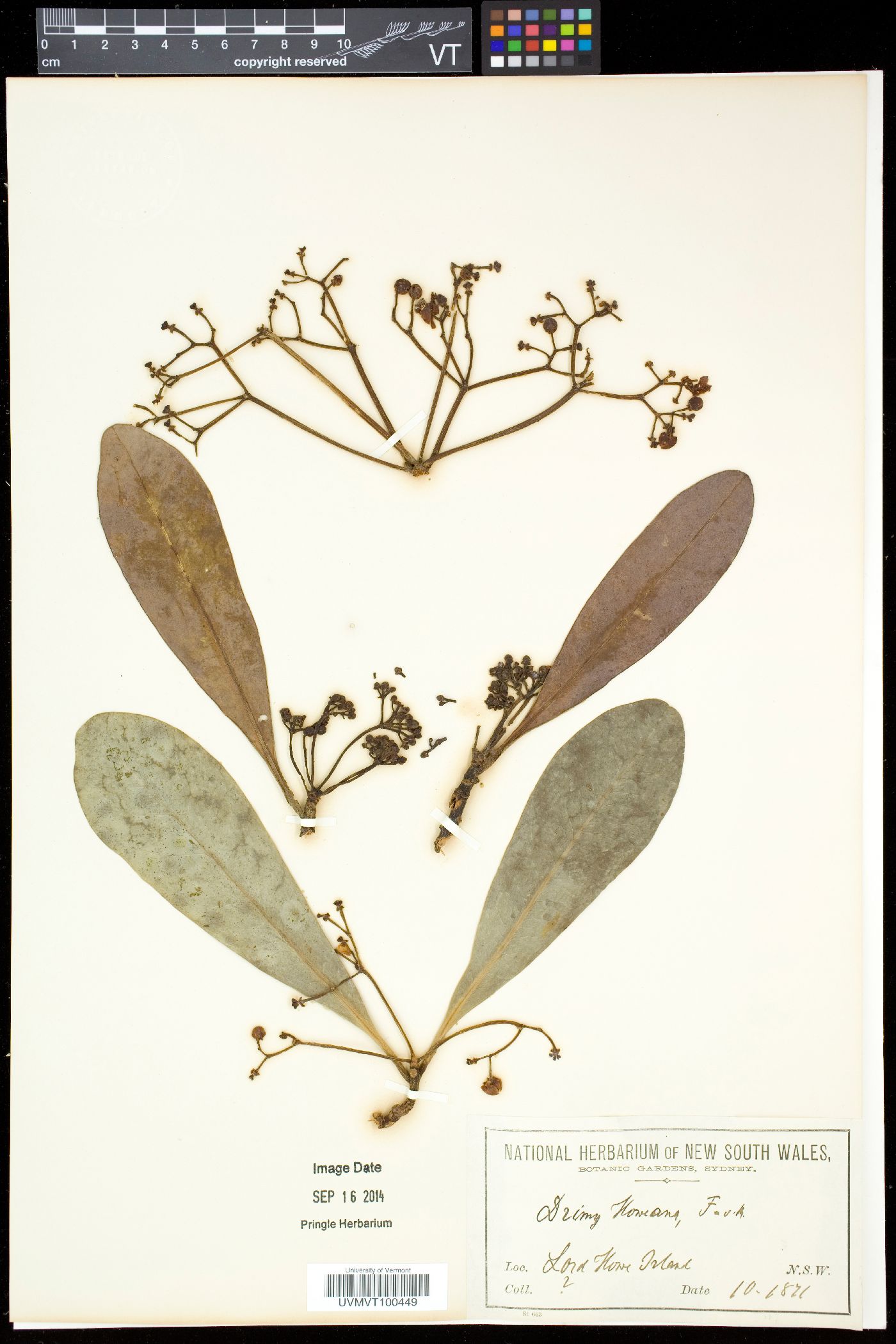 Zygogynum howeanum image