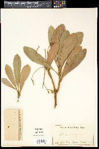 Zygogynum howeanum image