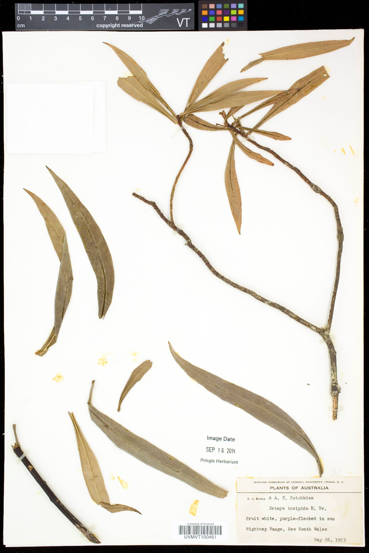 Drimys insipida image