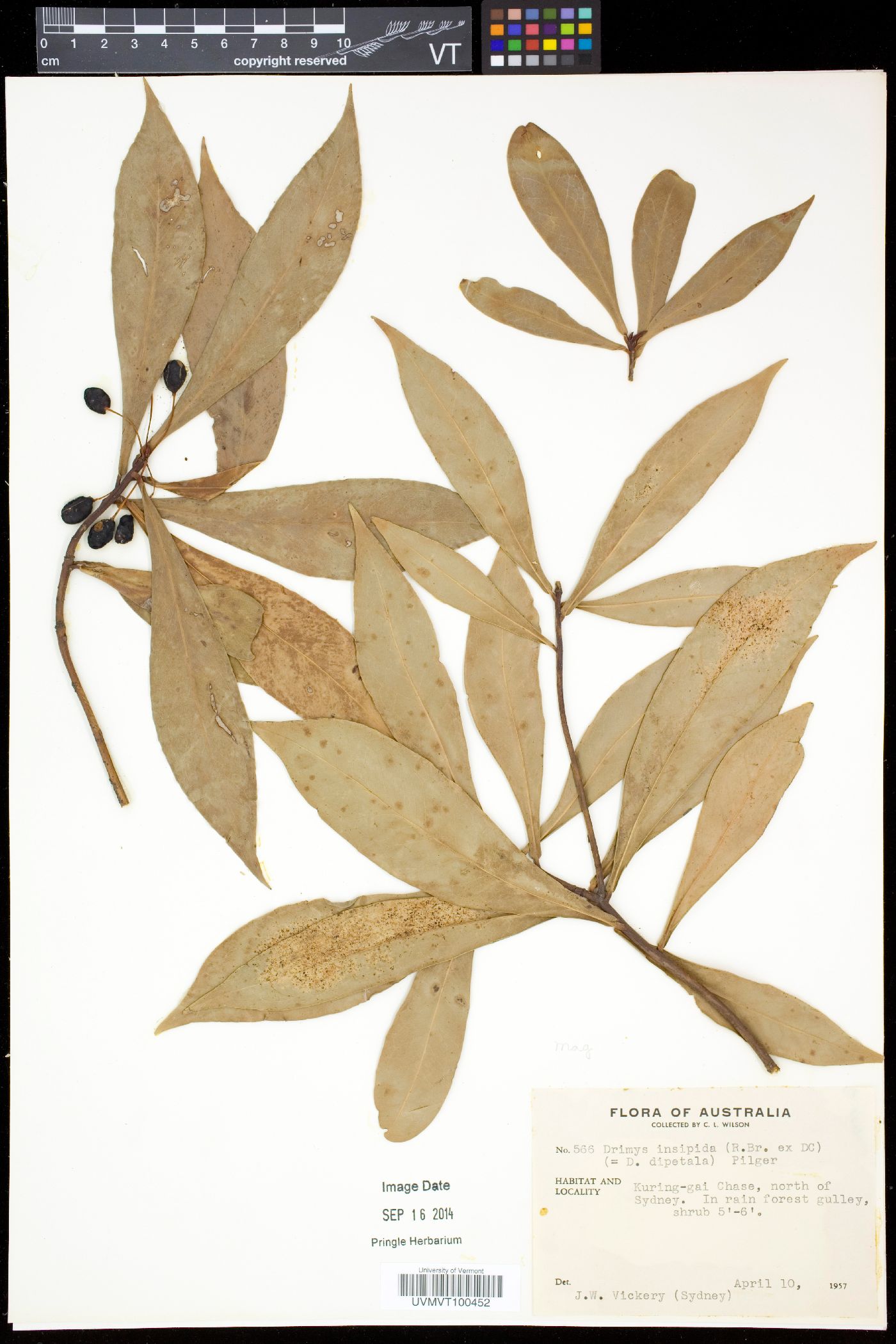 Drimys insipida image
