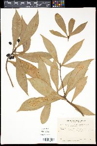 Drimys insipida image