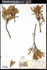 Drimys aromatica image