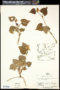 Houttuynia cordata image