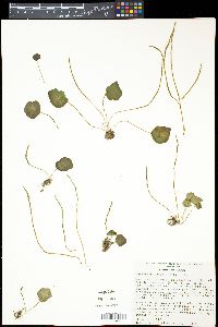 Peperomia bracteata image