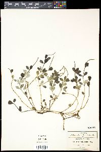 Peperomia quadrifolia image