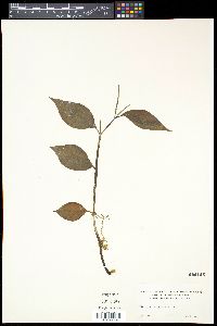 Peperomia alata image