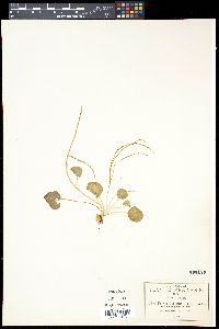 Peperomia bracteata image