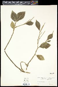 Peperomia velutina image