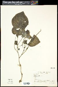 Peperomia asarifolia image