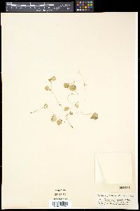Peperomia emarginella image