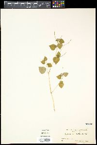 Peperomia pellucida image