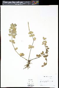 Peperomia tetraphylla image
