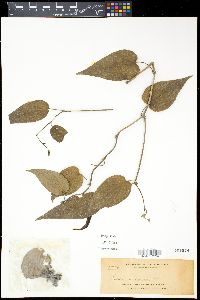 Piper caninum image