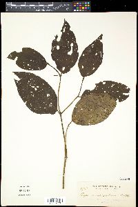 Piper longivaginans image