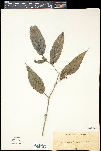 Piper lessertianum image