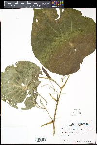 Pothomorphe peltata image