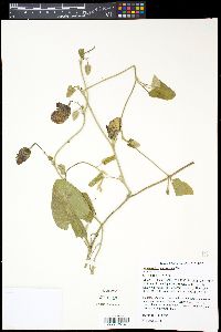 Aristolochia californica image