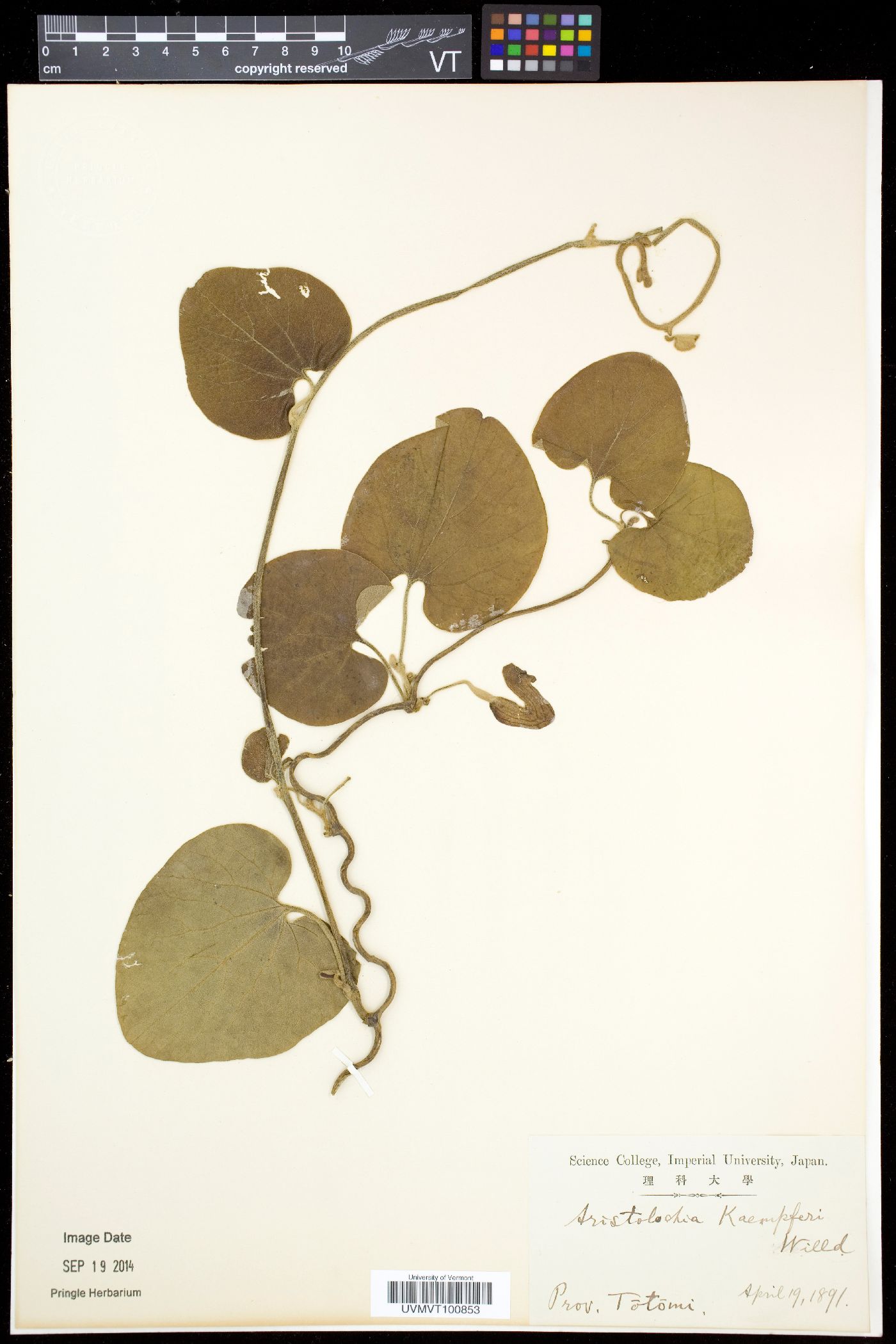 Aristolochia kaempferi image