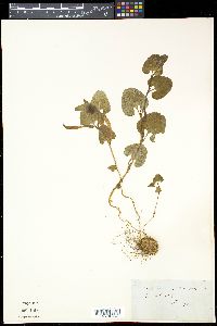 Aristolochia pallida image