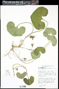 Asarum canadense var. reflexum image