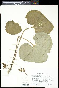 Asarum canadense var. acuminatum image