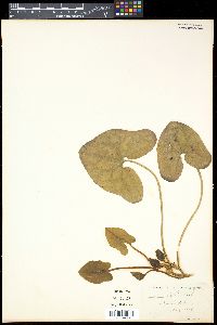 Media resource of Asarum ruthii