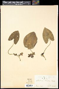 Media resource of Asarum blumei
