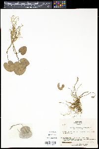 Media resource of Asarum fauriei