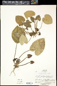 Media resource of Asarum hexalobum